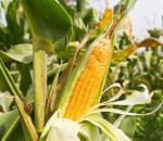 Кукуруза: характеристика, виды, описание, биологические особенности