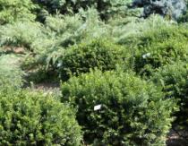 Хвойные растения для сада — Тис Тис ядовитое растение