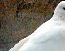 К чему снится белый голубь — толкование сна по сонникам Видеть во сне белых голубей