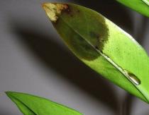 Проблемы и болезни Замиокулькаса (Долларового дерева) и способы лечения растения Замиокулькас дырочки на листьях лечение